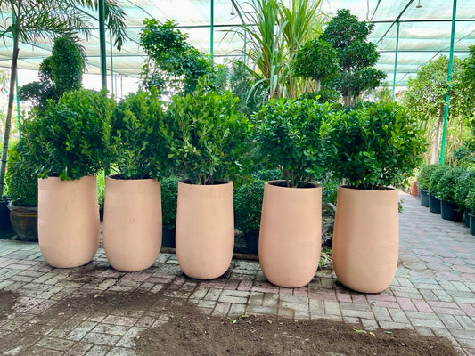 Tall fiber clay pots with Ficus Panda ball plants lined up in a greenhouse setting