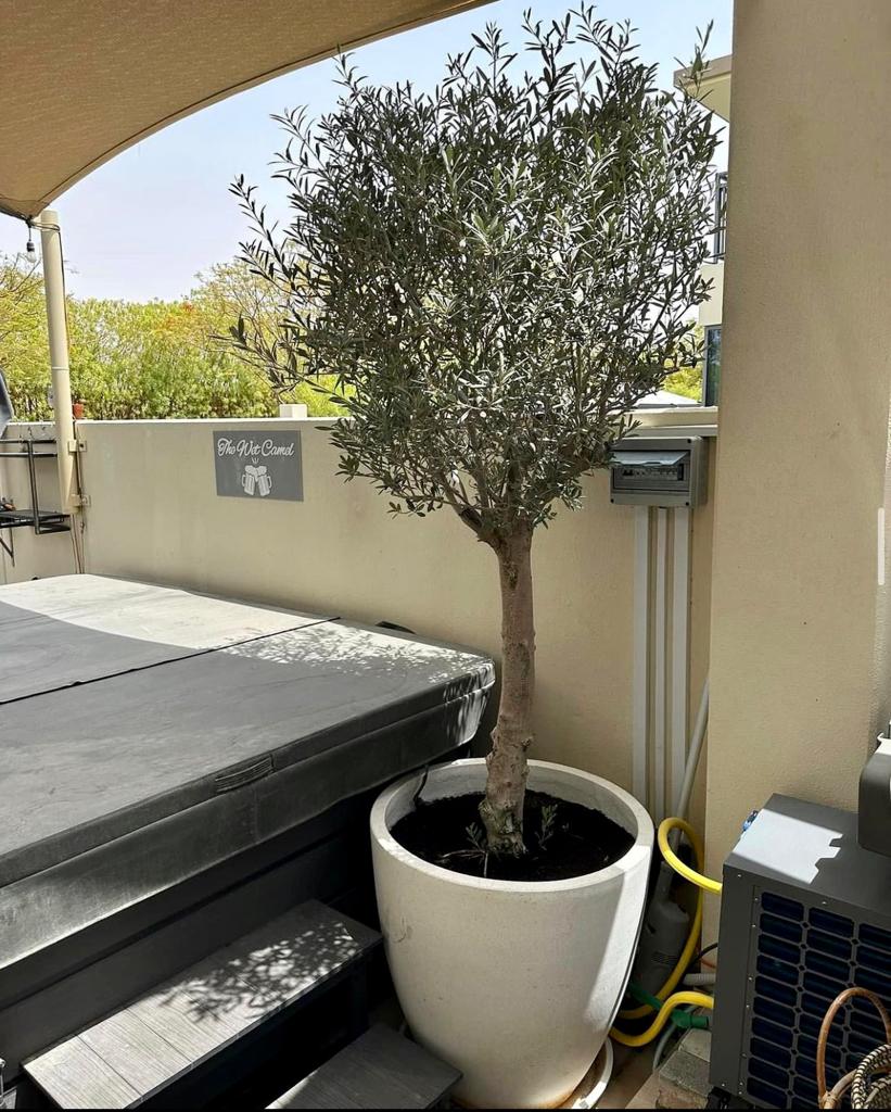 Tall potted olive tree in a white ceramic pot on a shaded outdoor patio