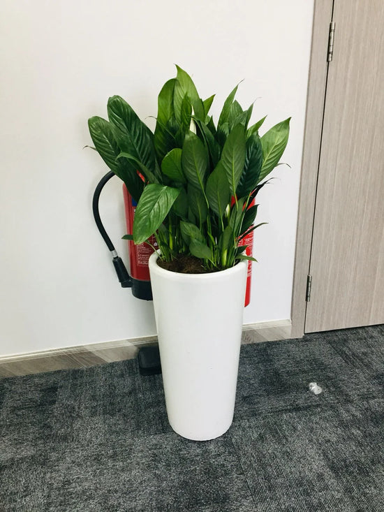 Large peace lily plant with lush green leaves in a tall white ceramic pot indoors