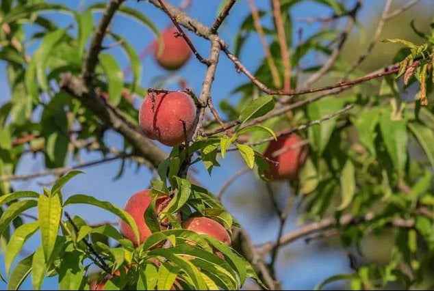 Peach Tree - Prunus persica140cm -160cm