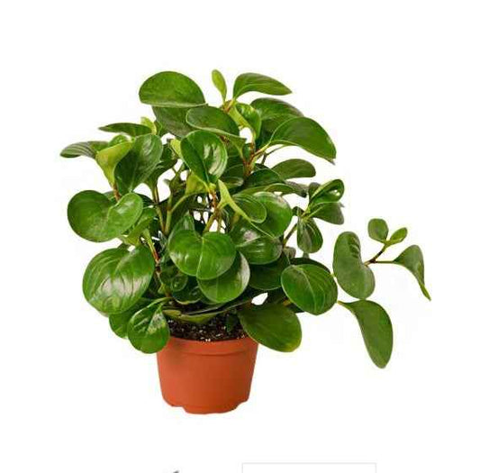 Pepromia Obtusifolia | Baby Rubber Plant