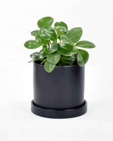 Pepromia Obtusifolia | Baby Rubber Plant