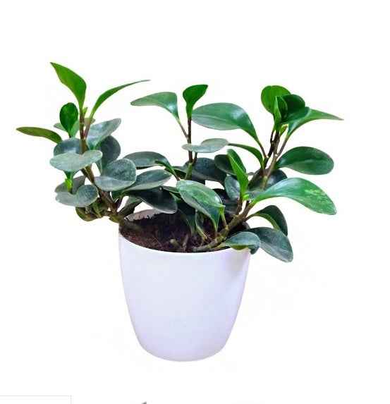 Pepromia Obtusifolia | Baby Rubber Plant