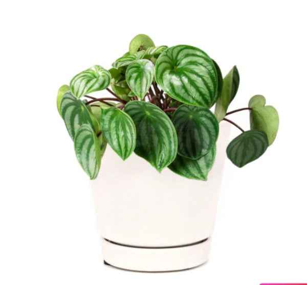 Peperomia argyreia | Watermelon Peperomia | indoor plant | Dubai UAE Best Shop | plantmartae.com