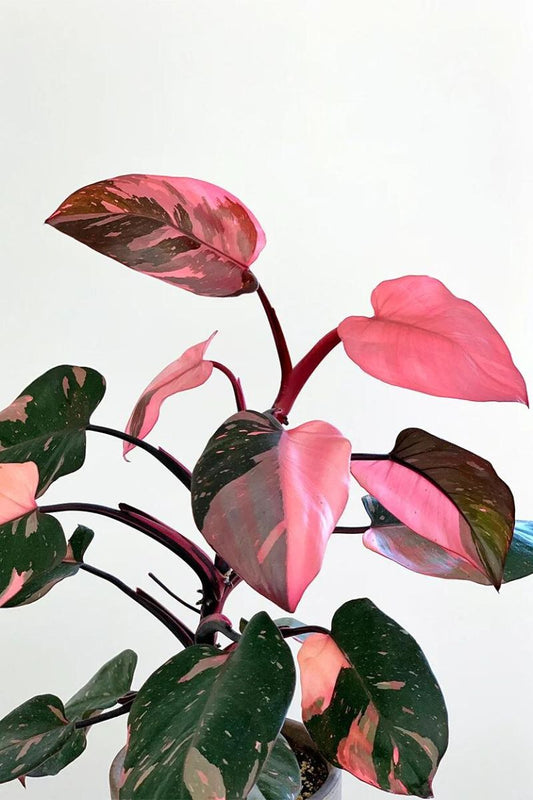 Philodendron Pink Princess