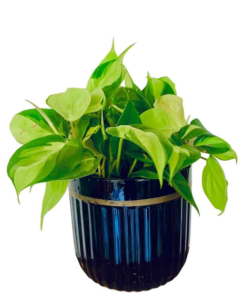 Philodendron Brasil/Heartleaf philodendron