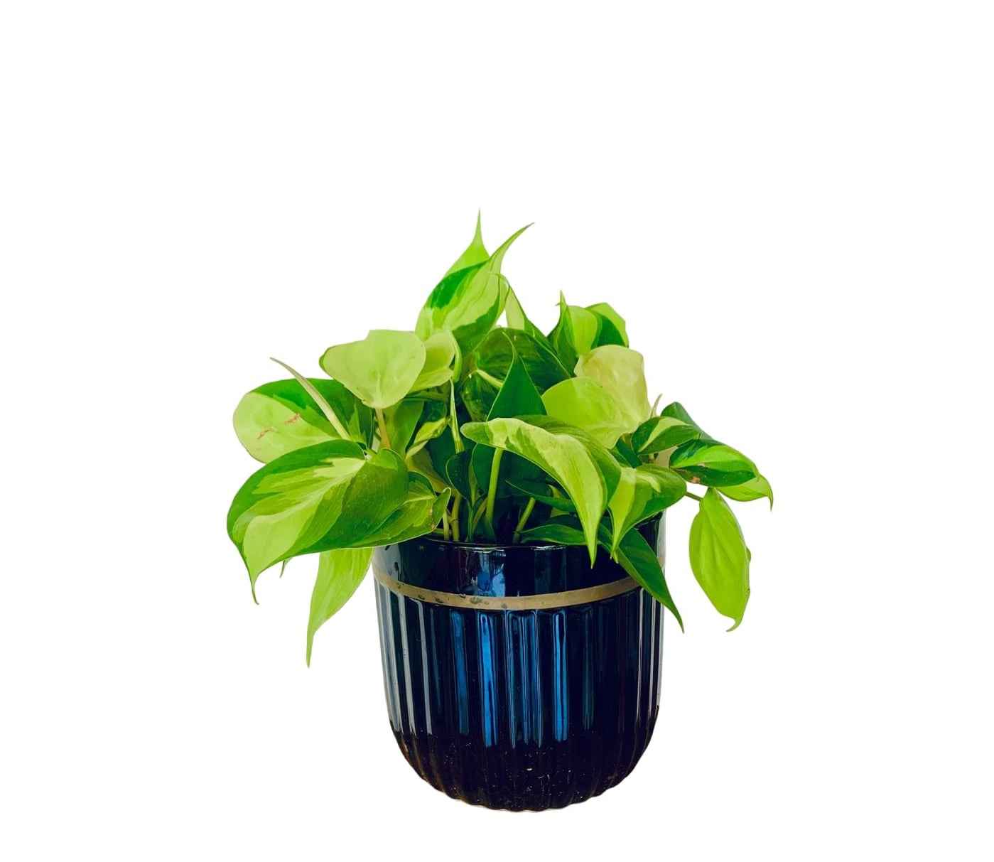 Philodendron Brasil - CERAMIC pot (optional)