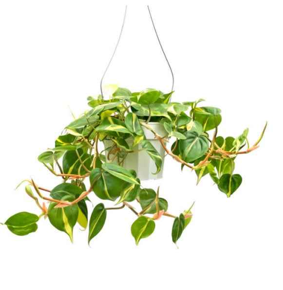 Philodendron Brasil - CERAMIC pot (optional)
