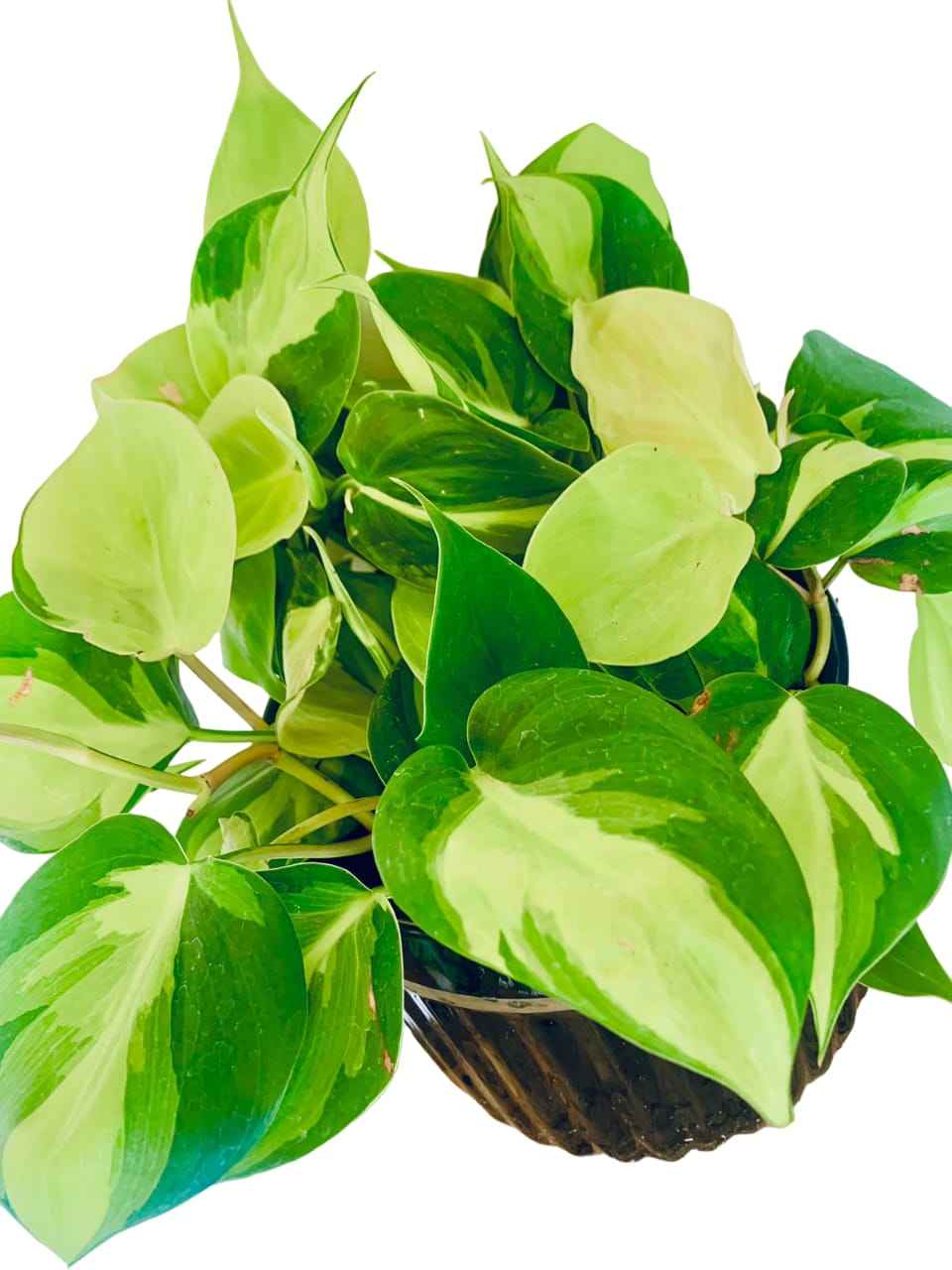Philodendron Brasil - CERAMIC pot (optional)