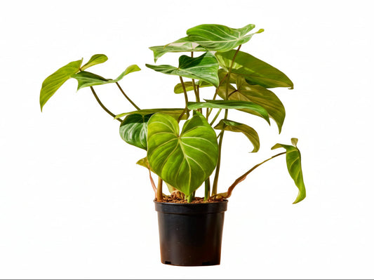 Philodendron Gloriosum 40cm -50cm