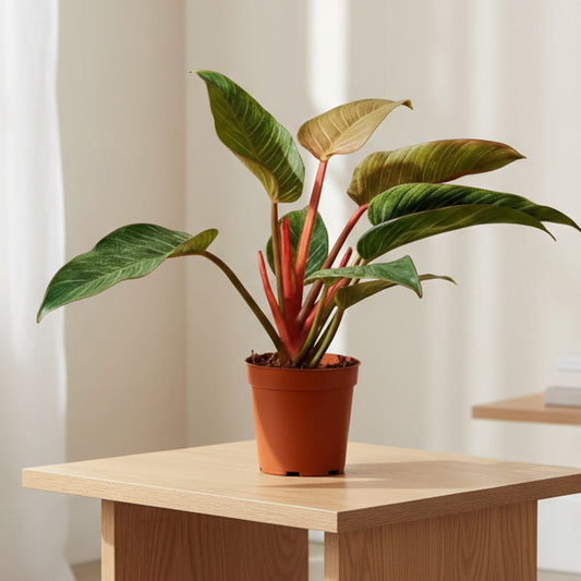 Philodendron Red Birkin