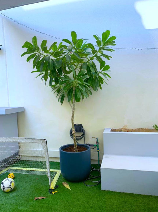 Plumeria Obtusa Frangipani tree in blue fiberclay pot on artificial grass patio