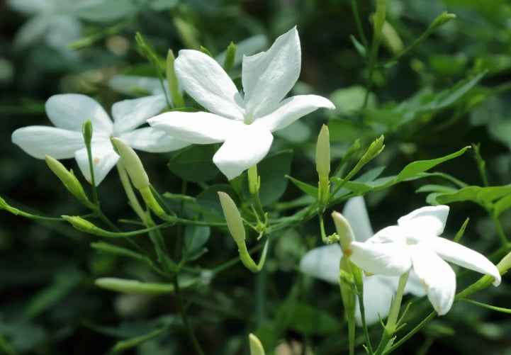 Poet's Jasmine 60cm - 80cm