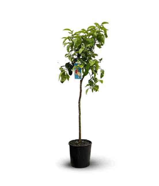 Pomelo Tree ,150cm - 180cm