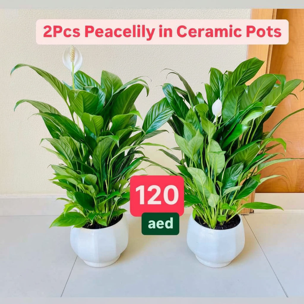 Potted 2pcs Peace Lily in CERAMIC Pots | indoor plant | Spathiphyllum Sweet Lauretta | Best Online Store | PlantMartUAE.com