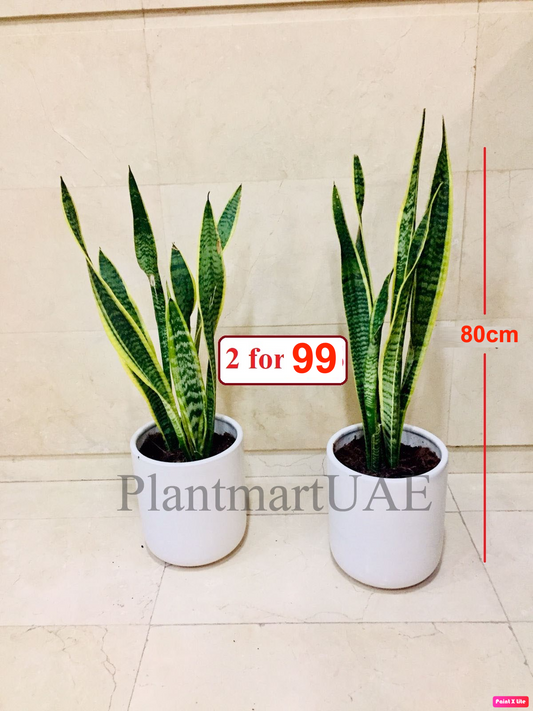 Two 80cm potted Sansevieria snake plants in white ceramic pots on a tiled floor