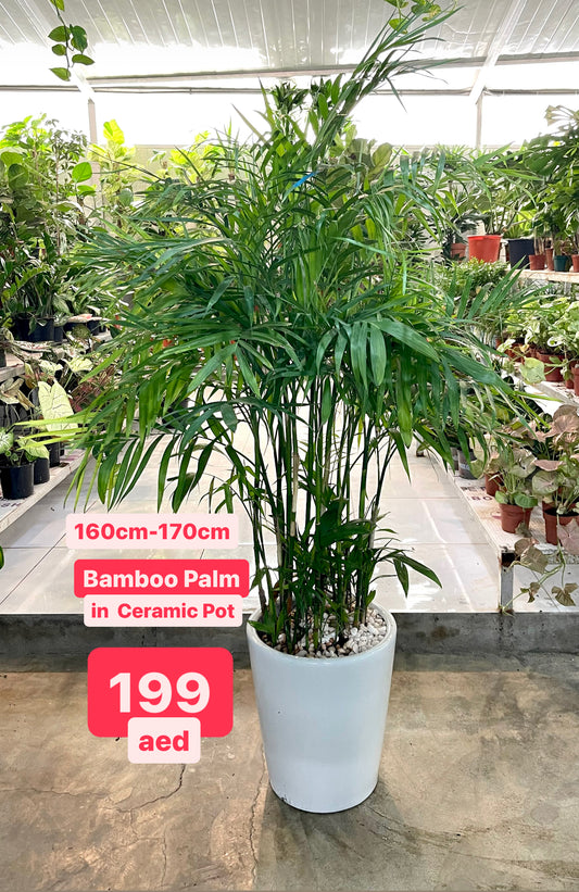 Tall bamboo palm in white ceramic pot, indoor plant nursery, 160-170cm, leafy green foliage.