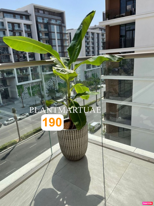 Tall potted banana plant in ceramic pot on modern balcony with city view
