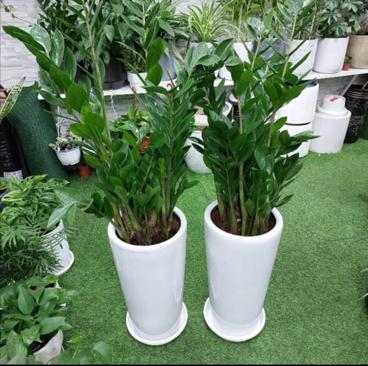 Two large ZZ plants in tall white ceramic pots indoors, surrounded by green foliage.