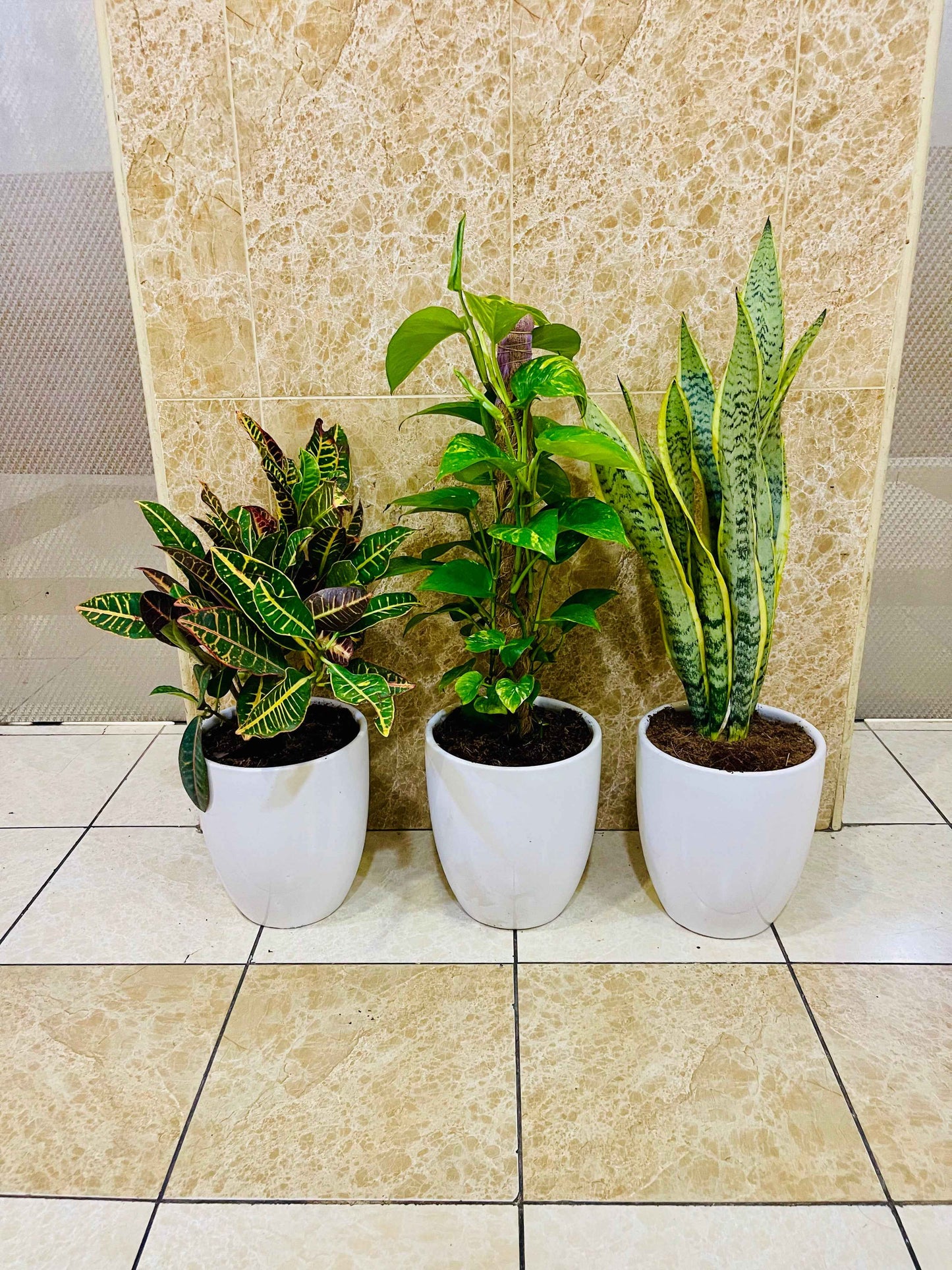 Potted Combo set: 3 indoor plants- Money Plant | Snake Plant | Croton |CERAMIC pots