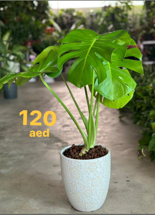 Monstera deliciosa Swiss cheese plant in decorative ceramic pot, price 120 AED