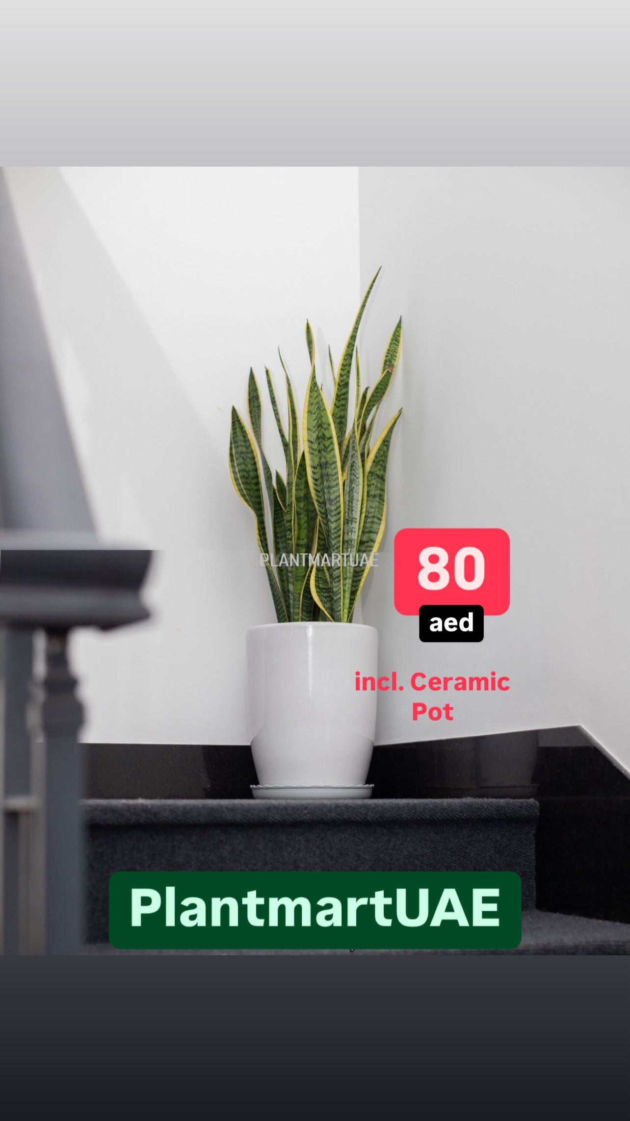 Potted Sansevieria Plant Large 70cm-80cm - CERAMIC Pot