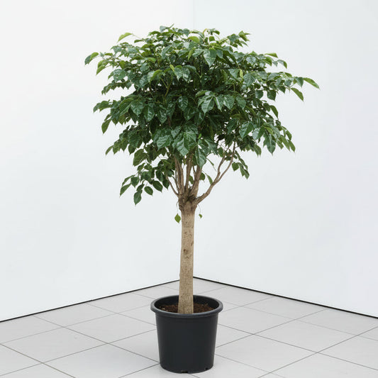 Radermachera Sinica Thick Trunk / Red Machera