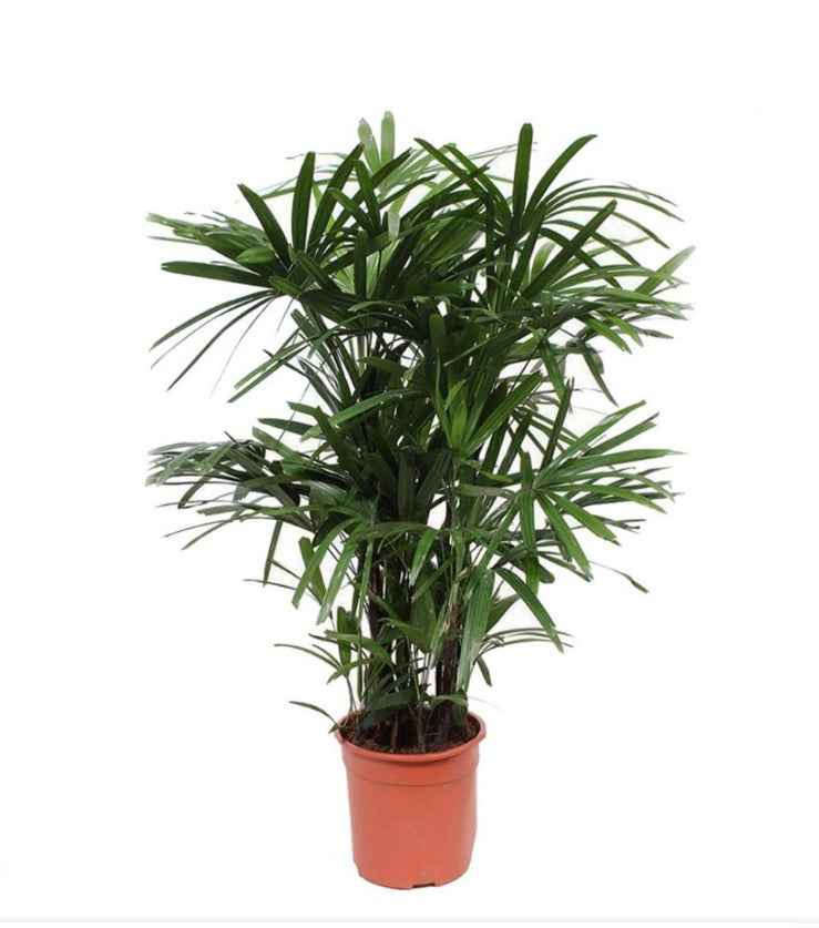 Rhapis Excelsa 60cm-80cm | Lady Palm | Miniature Fan Palm
