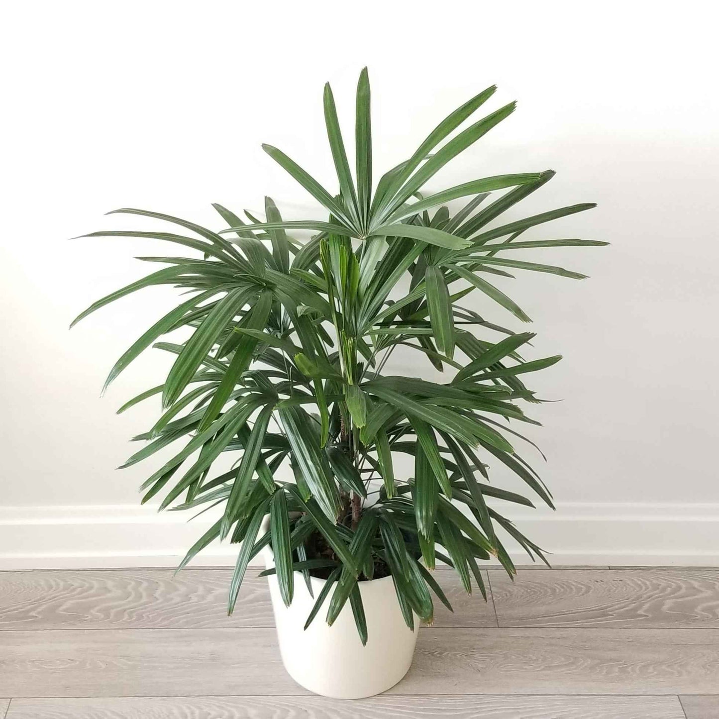 Rhapis Excelsa 60cm-80cm | Lady Palm | Miniature Fan Palm