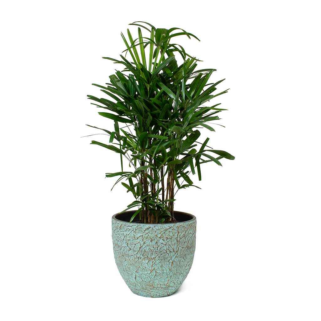 Rhapis Excelsa 60cm-80cm | Lady Palm | Miniature Fan Palm