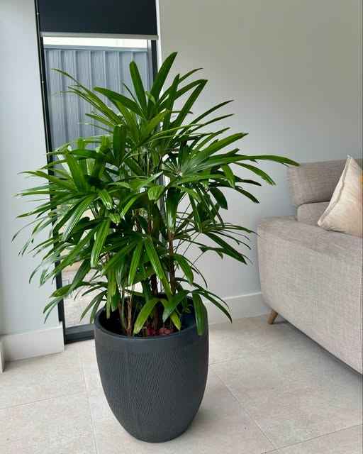 Rhapis Excelsa 60cm-80cm | Lady Palm | Miniature Fan Palm