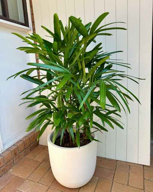Rhapis Excelsa 60cm-80cm | Lady Palm | Miniature Fan Palm