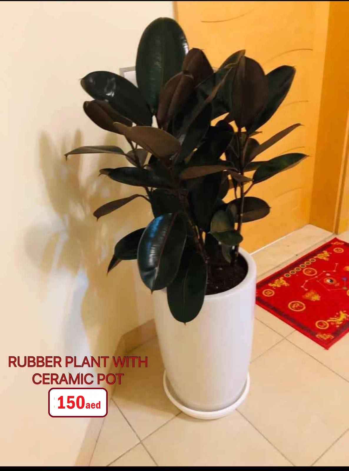 Rubber Plant Robusta 3PP 80cm-100cm