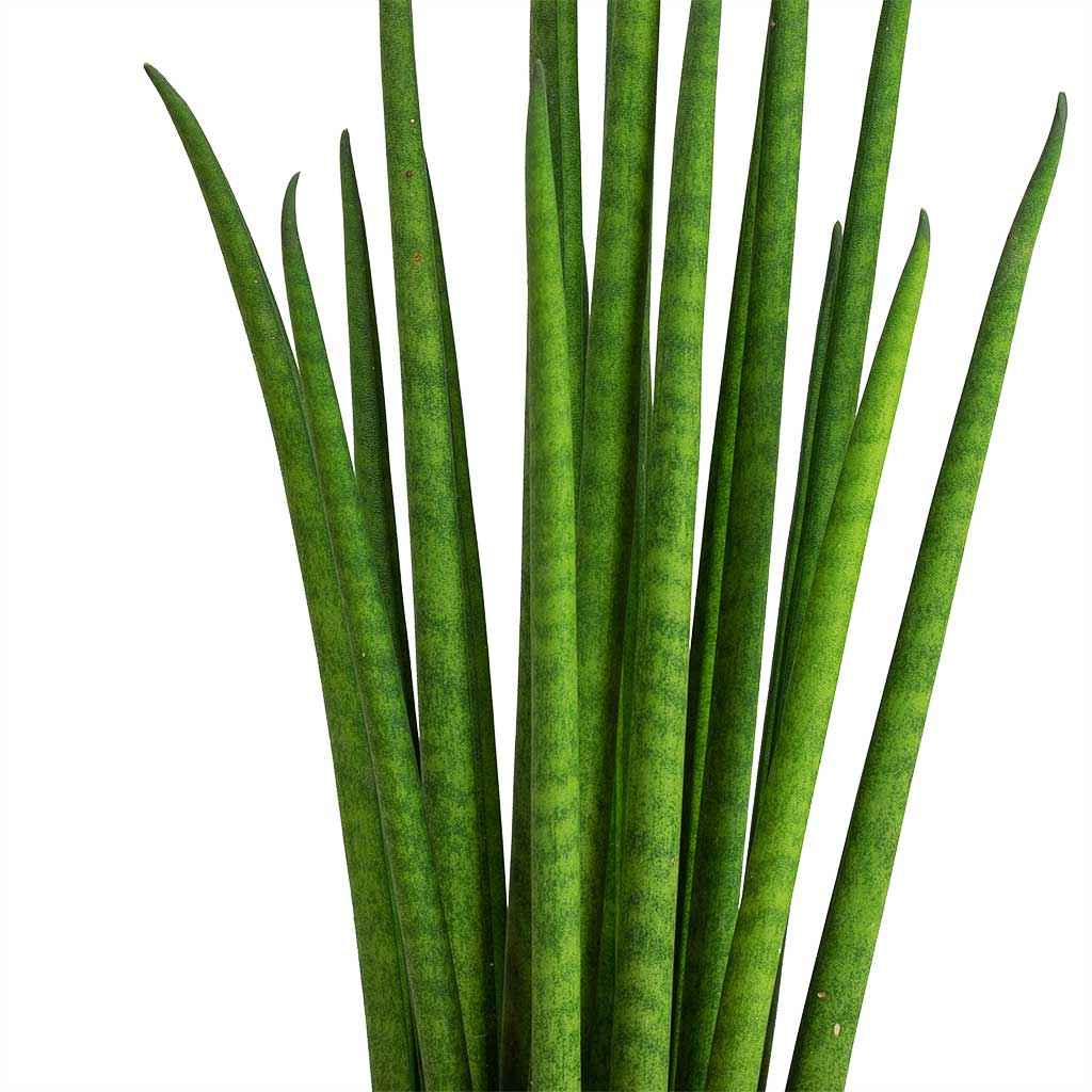 Sansevieria Bacularis Mikado - Snake Plant
