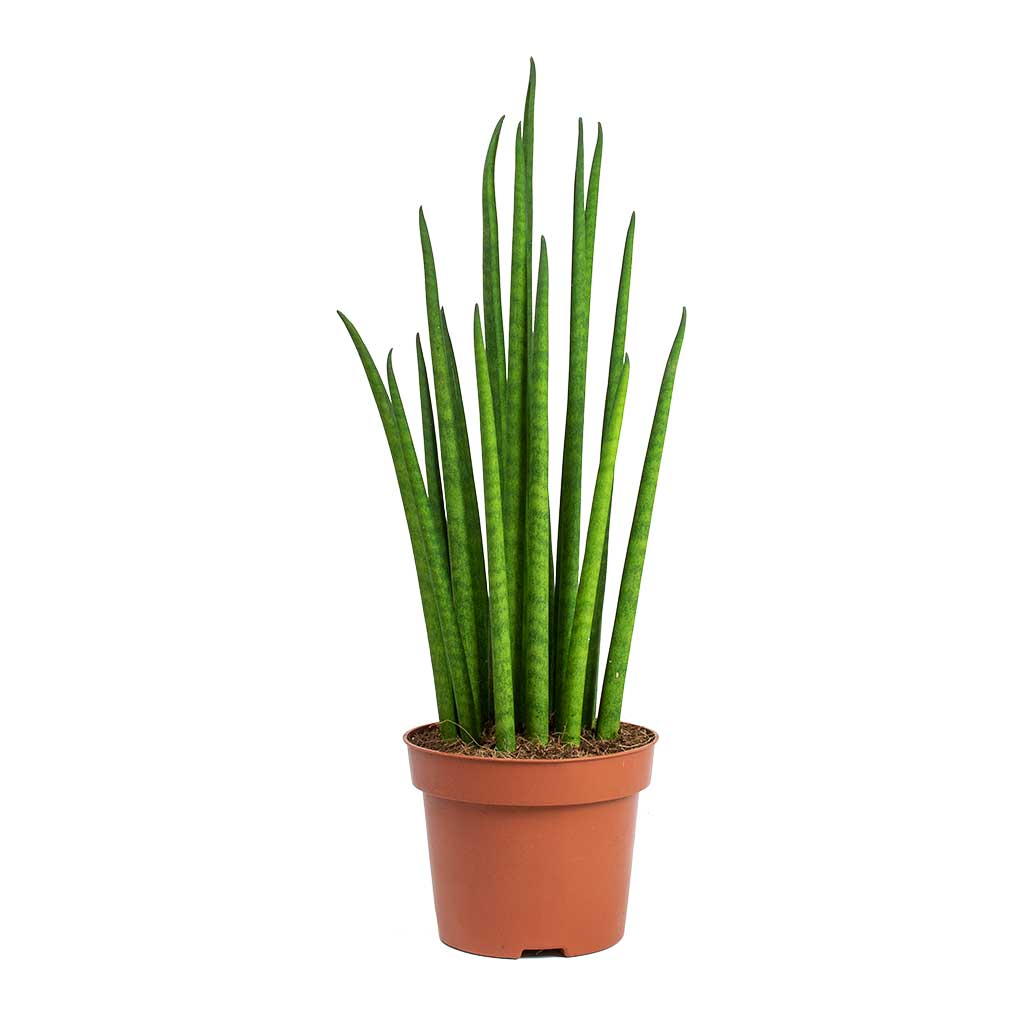 Sansevieria bacularis Mikado snake plant with upright green leaves in brown pot