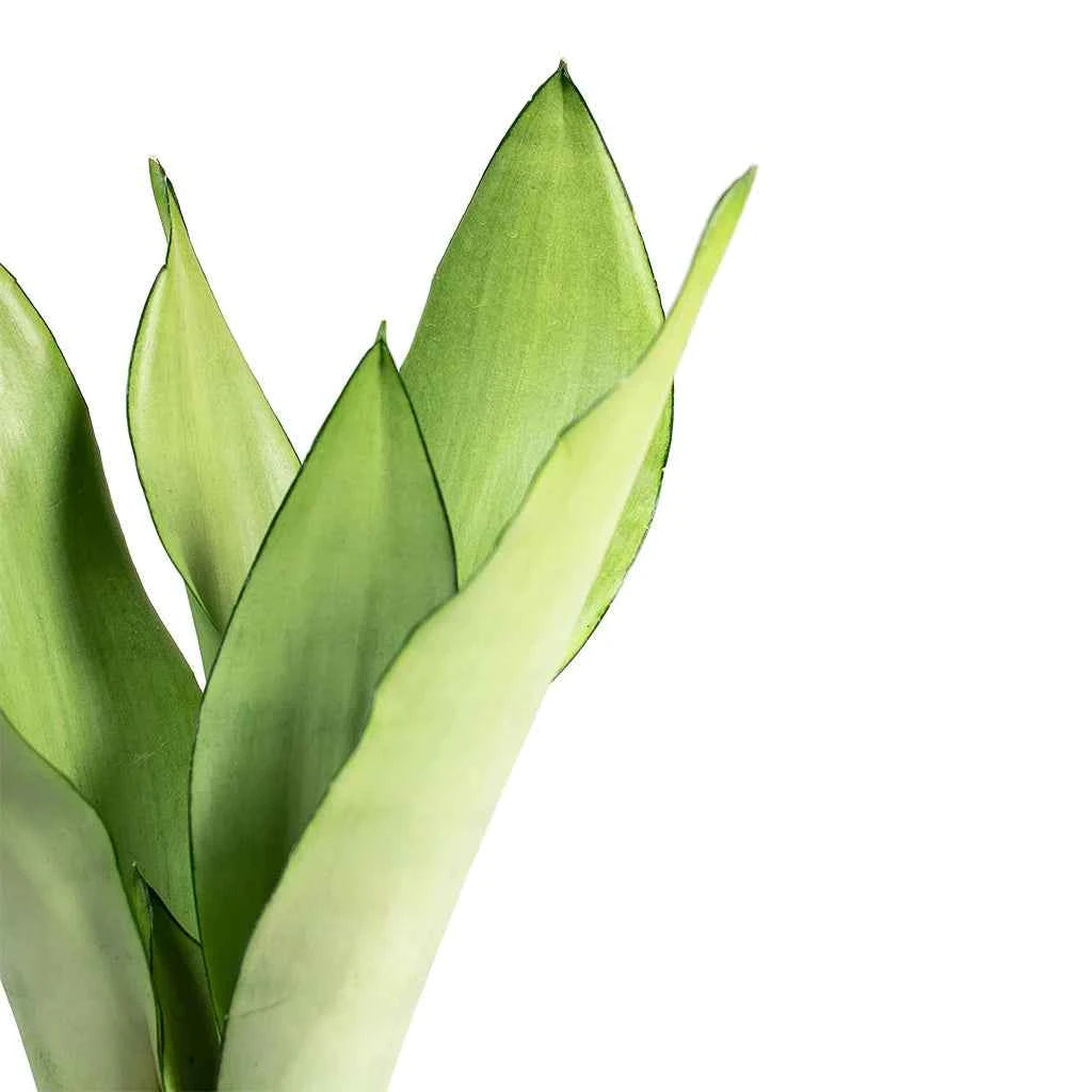 Sansevieria Trifasciata Moonshine - Snake Plant
