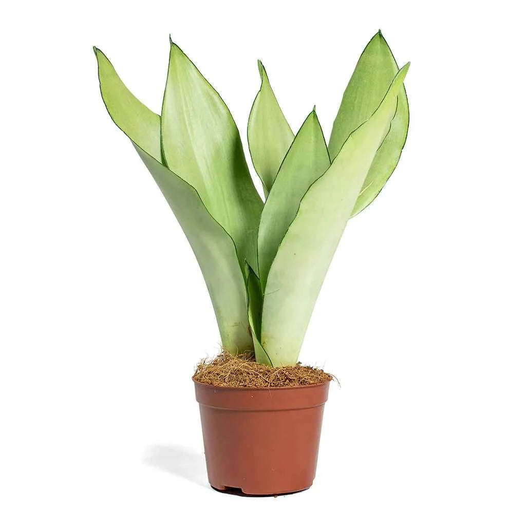 Sansevieria Trifasciata Moonshine - Snake Plant