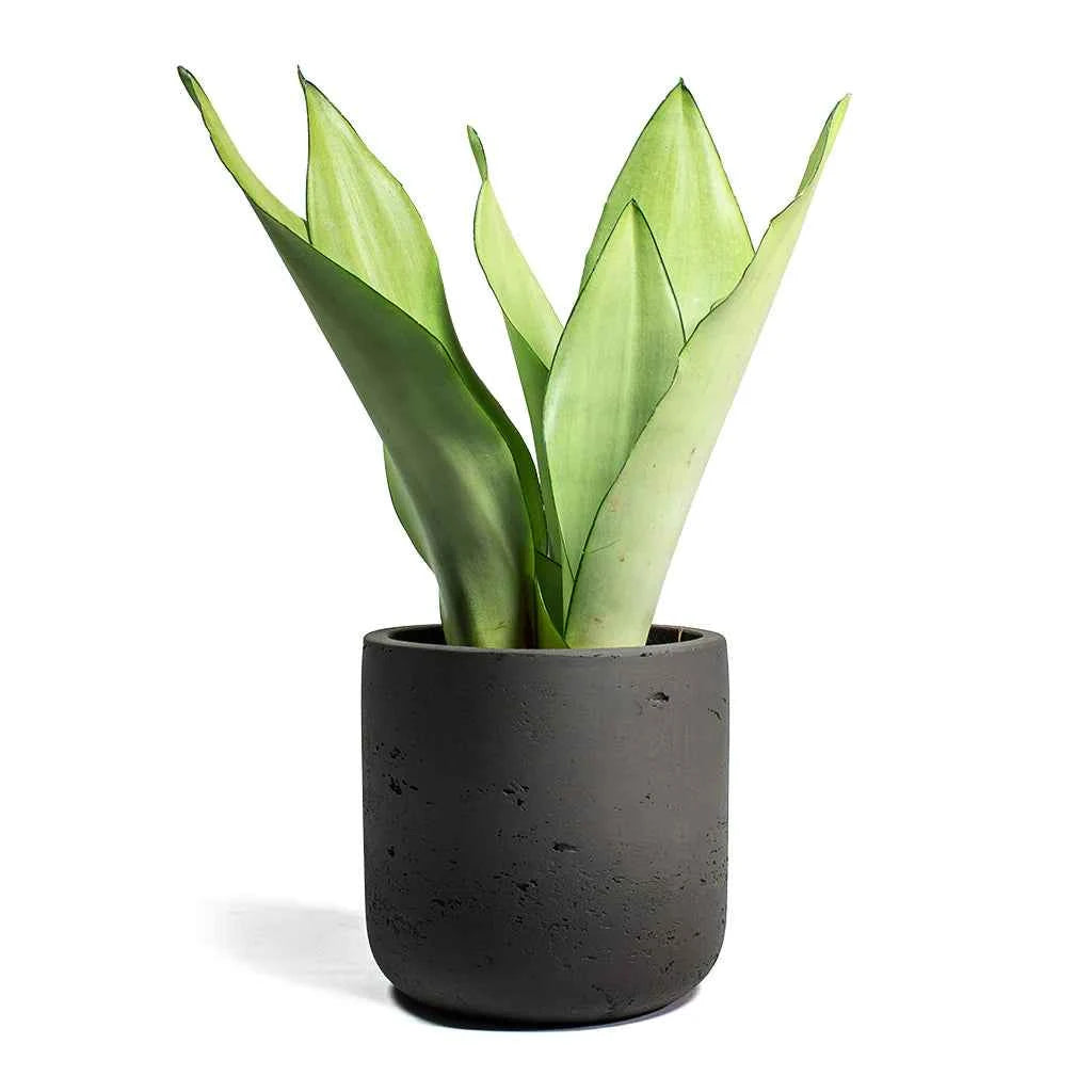 Sansevieria Trifasciata Moonshine - Snake Plant