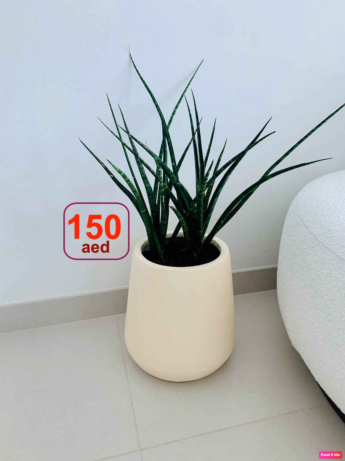 Sansevieria Bacularis Mikado/Snake Plant- Fiber Clay Pot