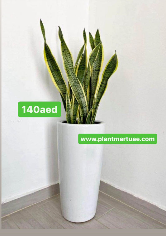 Large snake plant in tall ceramic pot with green leaves and yellow edges, indoor corner setting
