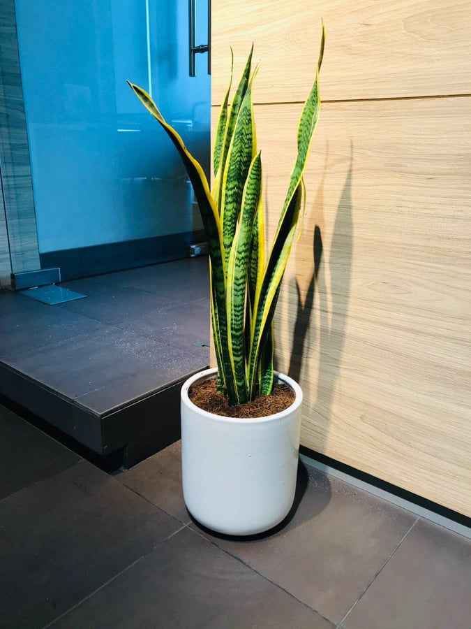 Snake Plant Indoor Large - 50cm-60cm Sansevieria for Home Decor by PlantMart