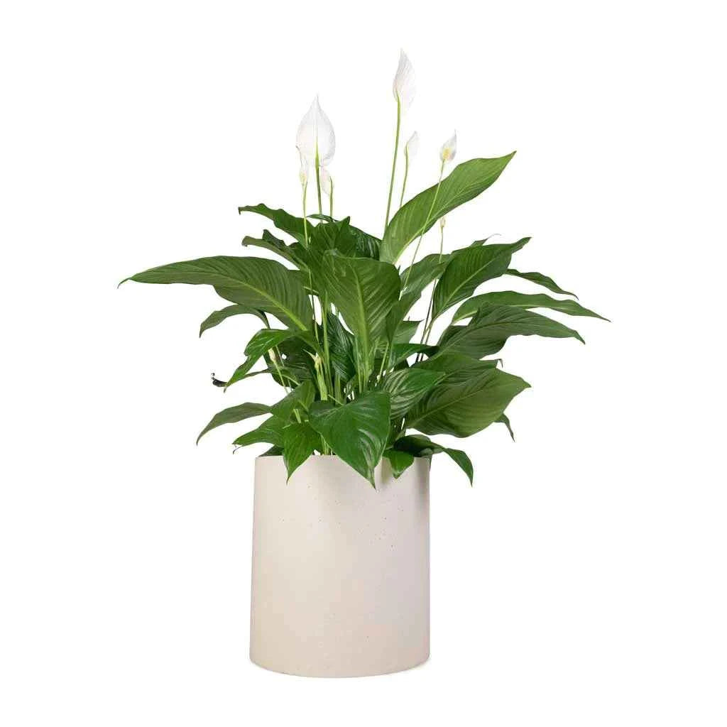 Peace Lily Indoor Plant - Spathiphyllum Sweet Lauretta 30cm-40cm