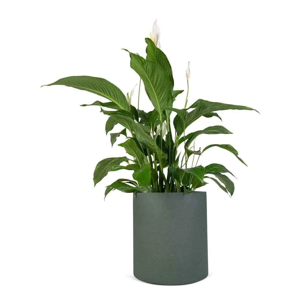 Peace Lily Indoor Plant - Spathiphyllum Sweet Lauretta 30cm-40cm