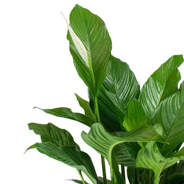 Peace Lily Indoor Plant - Spathiphyllum Sweet Lauretta 30cm-40cm