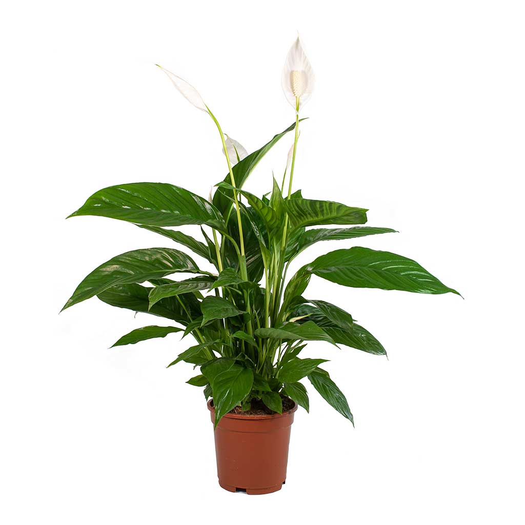 Spathiphyllum Peace Lily with white blooms and lush green leaves in a brown pot, indoor plant