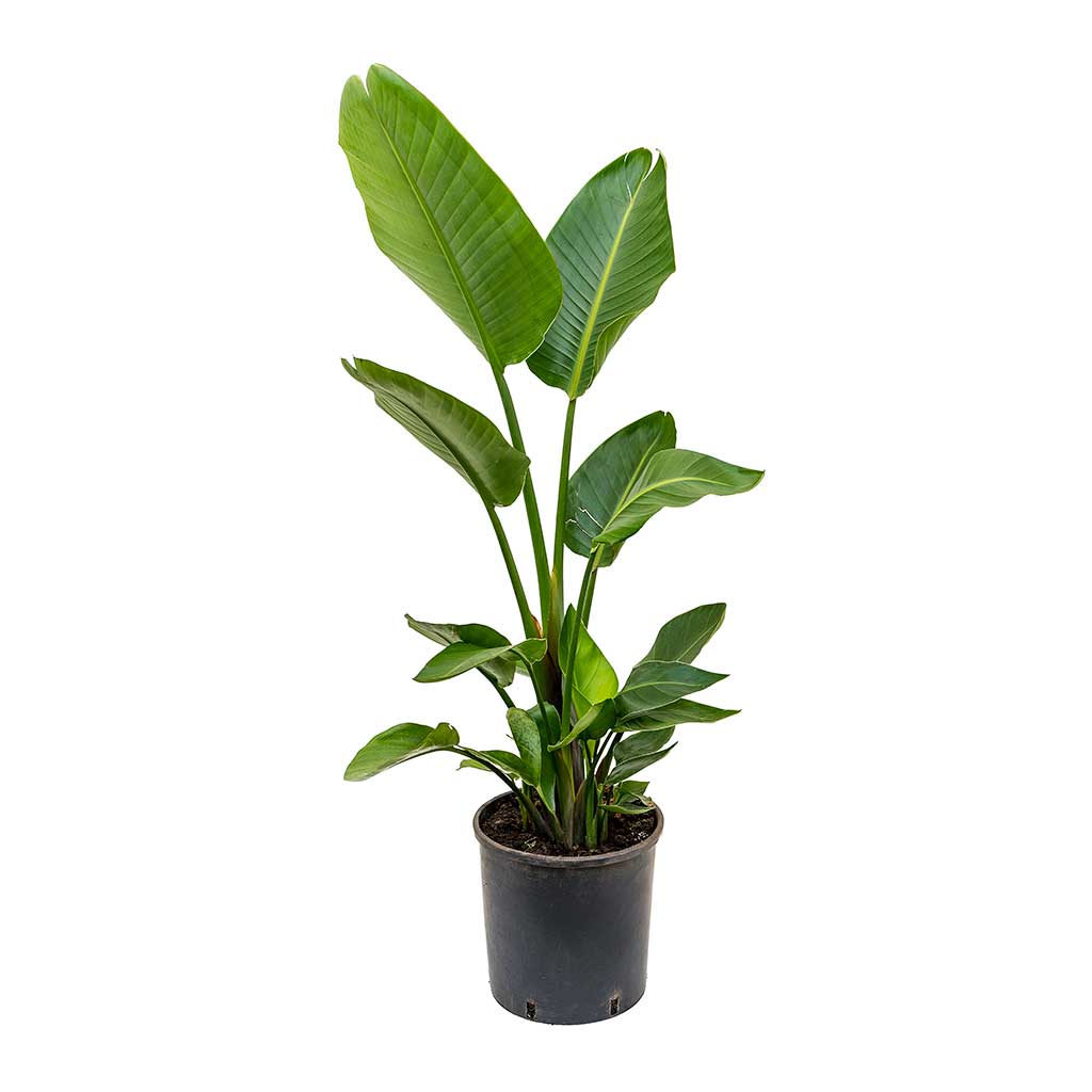 Strelitzia nicolai giant white bird of paradise plant in black pot with large green leaves