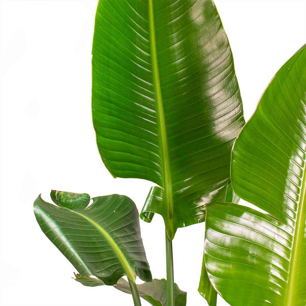 Strelitzia Nicolai: Giant Bird of Paradise