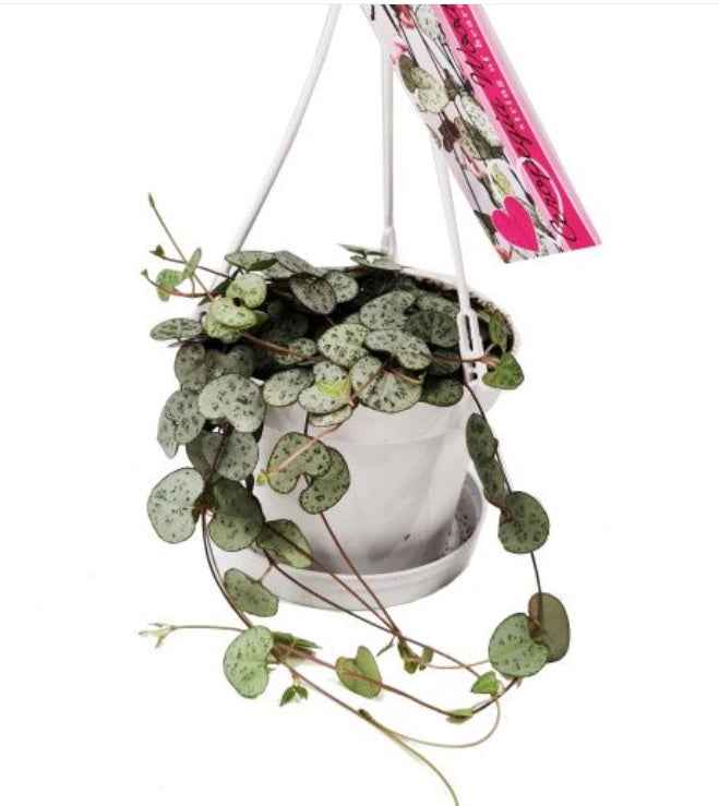 Strings of hearts 20cm-25cm | indoor plant | Ceropegia woodii | Best Online Plants | PlantMartUAE.com