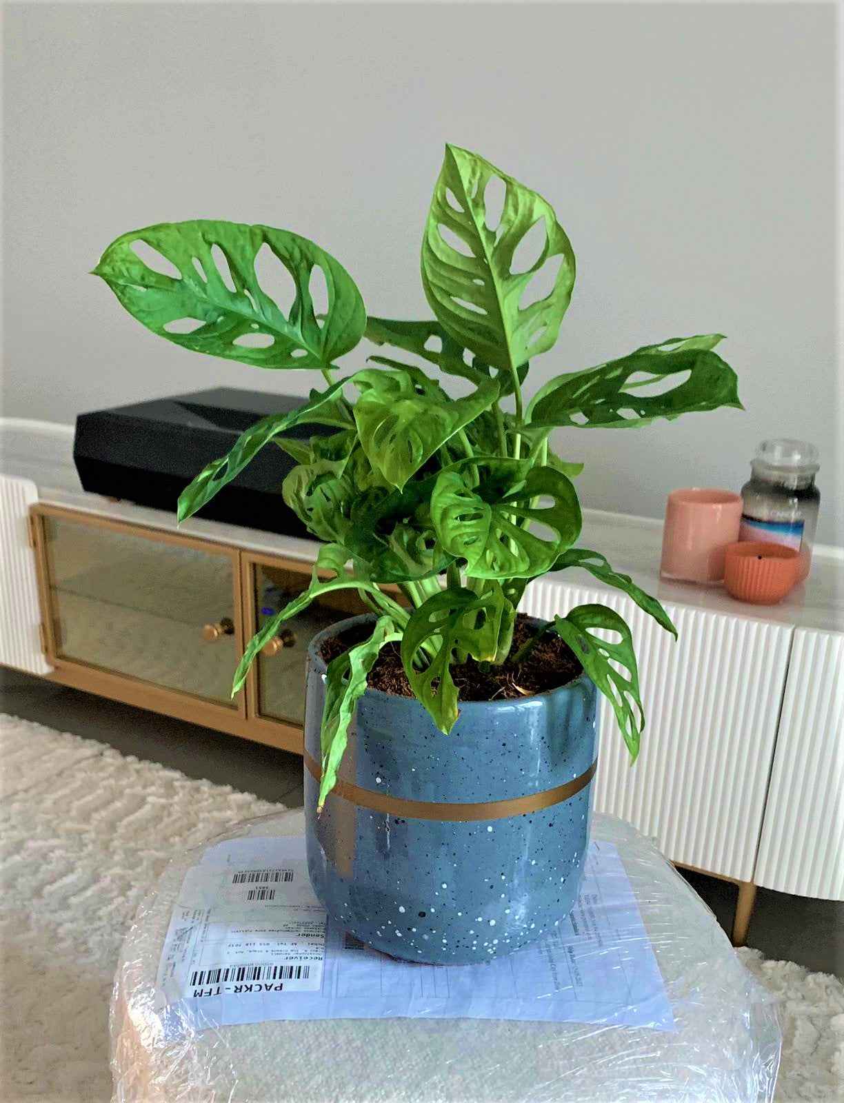 Monstera Adansonii  25cm-30cm | indoor plant | Swiss Cheese Plant | Best Online Plant Shop | PlantMartUAE.com