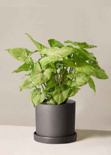 Syngonium podophyllum 30cm-35cm